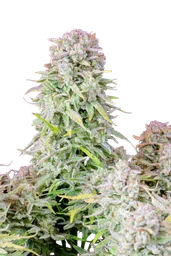 Original Afghan Kush Auto