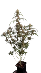 Original AK Auto