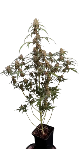 Original AK Auto