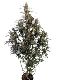 Original Amnesia Haze Auto