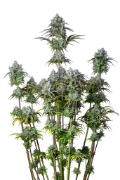 Original Big Bud Auto
