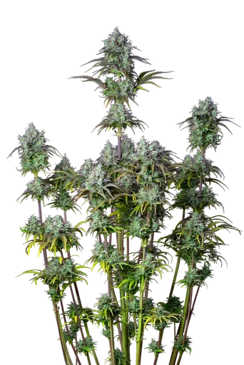 Original Big Bud Auto