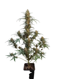 Original Chemdawg Auto