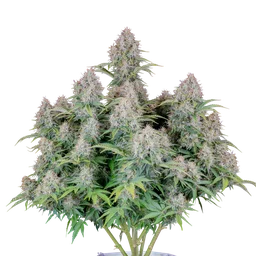 Original Cinderella Auto