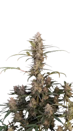 Original Critical Auto