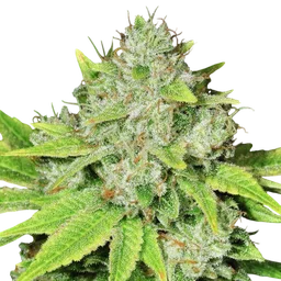 Original Glue Auto