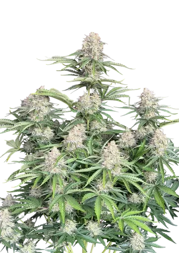 Original Moby Dick Auto