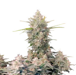 Original Skunk Auto