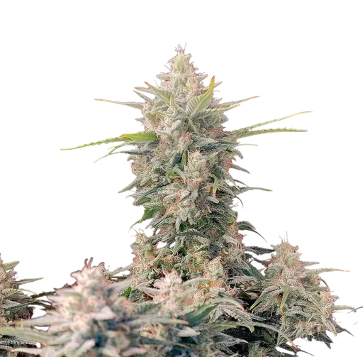 Original Skunk Auto