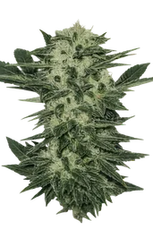 Original Sour Diesel