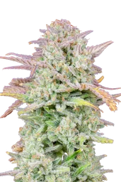 Original Trainwreck Auto