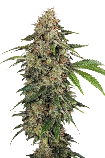 Original White Widow (IBL)