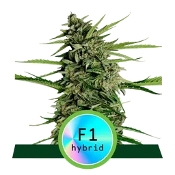 Orion F1 Auto