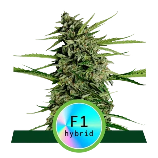 Orion F1 Auto