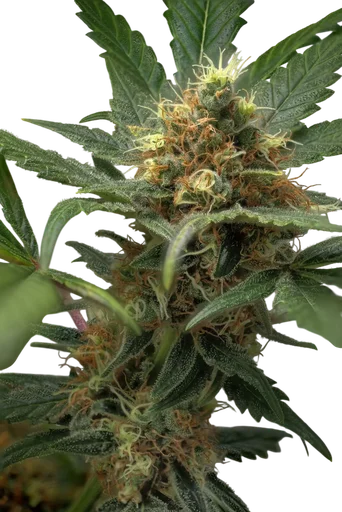 Ortega