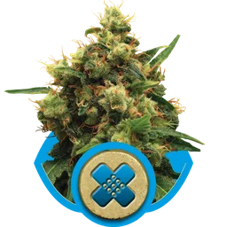 Painkiller XL CBD