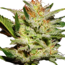 Amnesia Haze