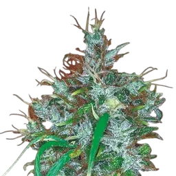 Panama Haze