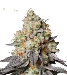 Panty Punch Auto