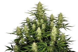 Papaya Cookies Auto