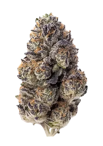 Papaya Sherbet