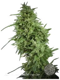 Amnesia Haze Ultra CBD