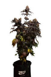 Papayaton