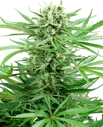 Papi Chulo OG