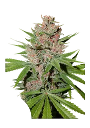 Passion Fruit
