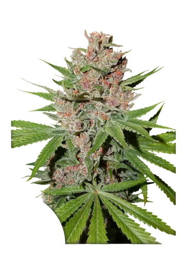 Passion Fruit