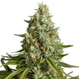 Amnesia Lemon