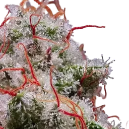 Peach Crescendo RF3 Auto