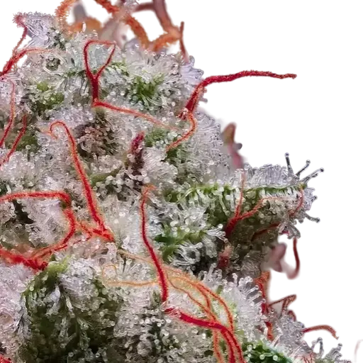 Peach Crescendo RF3 Auto