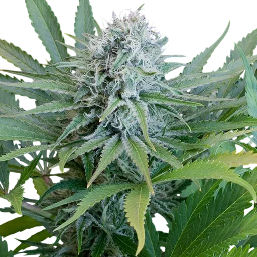 Peach Puree CBD
