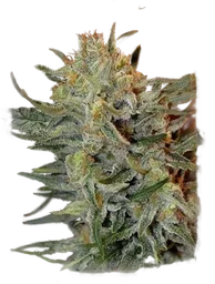 Amnesia Lemon Kush