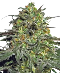 Peyote Cookies