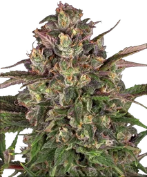 Peyote Critical
