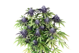 Peyote Wi-Fi CBD 2:1