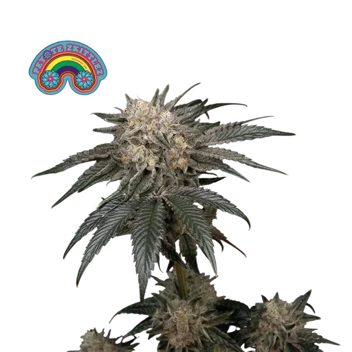 Peyote Zkittlez