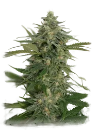 Amnesia Lemon Pie