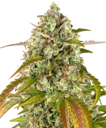 Pineapple Express Auto
