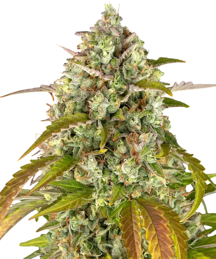 Pineapple Express Auto