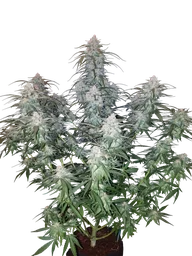 Pineapple Express Auto