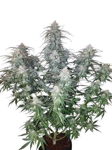 Pineapple Express Auto