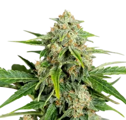 Amnesia Pure CBD Auto