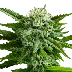 Pineapple Express Auto