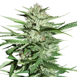 Pineapple Express