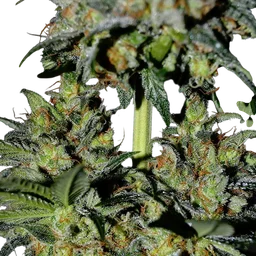 Pineapple Express #2 Auto