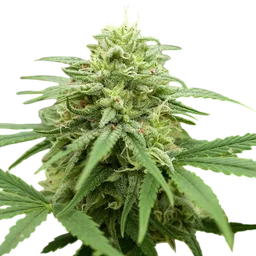 Pineapple Express #2