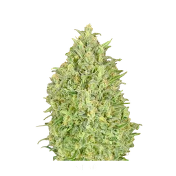 Pineapple Glue Auto
